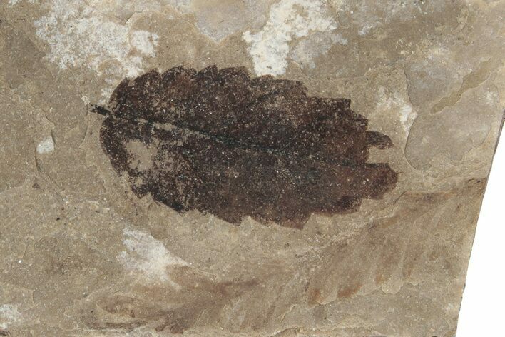 Fossil Leaf (Fagus) - McAbee, BC #226045